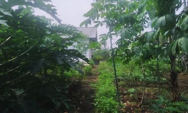 7,5 Tumbak Tanah Kebun Datar Masuk Gang Siap Bangun, Randukurung, Pakuhaji, Ngamprah, Bandung Barat
