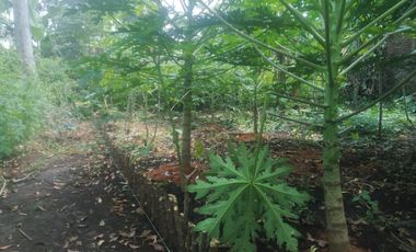 7,5 Tumbak Tanah Kebun Datar Masuk Gang Siap Bangun, Randukurung, Pakuhaji, Ngamprah, Bandung Barat