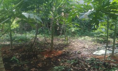 7,5 Tumbak Tanah Kebun Datar Masuk Gang Siap Bangun, Randukurung, Pakuhaji, Ngamprah, Bandung Barat