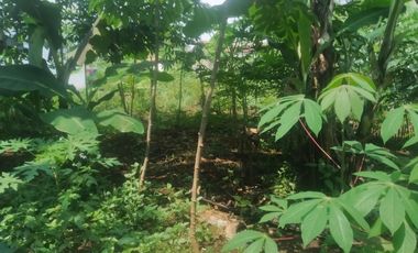 7,5 Tumbak Tanah Kebun Datar Masuk Gang Siap Bangun, Randukurung, Pakuhaji, Ngamprah, Bandung Barat