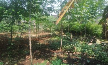 7,5 Tumbak Tanah Kebun Datar Masuk Gang Siap Bangun, Randukurung, Pakuhaji, Ngamprah, Bandung Barat