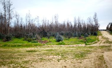 Parcelas planas a solo $6.990.000, sin credito y listas para escriturar (rol propio). A 15 min de QUIRIHE y 25 min de Cauquenes