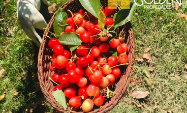 Parcela en Venta en Requinoa / Rancagua / Viñedo Los Boldos