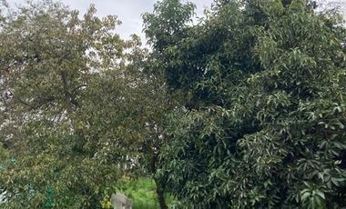 Parcela en Venta en Requinoa / Rancagua / Viñedo Los Boldos