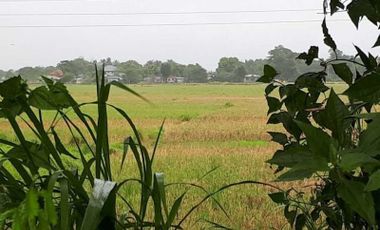 Titled Farm Lot For Sale, Bangar, La Union (SOLD)