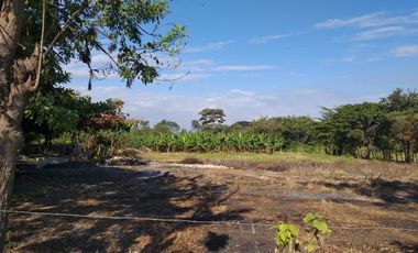 Terreno rural de venta, a 600 metros de la autopista Guayaquil-Milagro