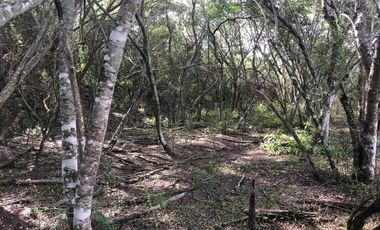 Ranchos en Venta en San Carlos