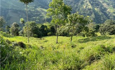 VENDO FINCA DE 32 HAS EN LA VICTORIA CALDAS