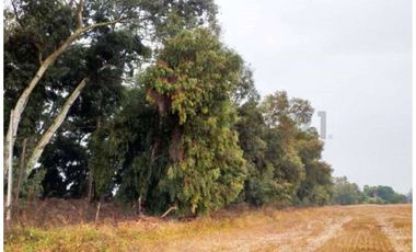 VENTA CAMPO PRODUCTIVO TIL TIL SECTOR CHAMPA