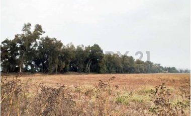 VENTA CAMPO PRODUCTIVO TIL TIL SECTOR CHAMPA