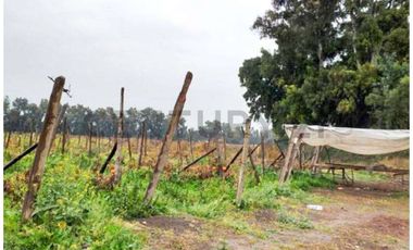 VENTA CAMPO PRODUCTIVO TIL TIL SECTOR CHAMPA