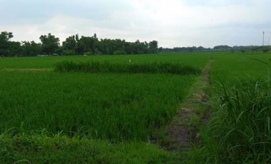Tanah Sawah di Wringinanom Gresik