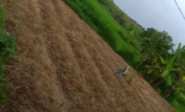 Tanah Sawah di Wringinanom Gresik