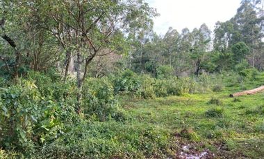 Chacra 20 ha