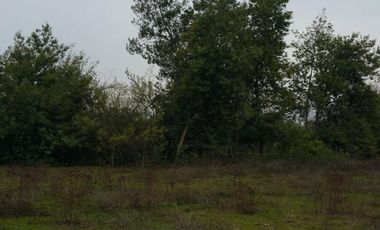 PARCELA DE 5.000 M2, EN SECTOR VARA GRUESA, COMUNA DE LINARES.
