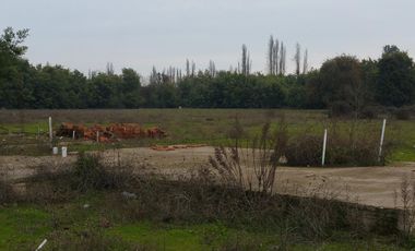 PARCELA DE 5.000 M2, EN SECTOR VARA GRUESA, COMUNA DE LINARES.