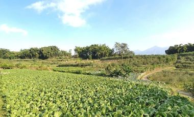 Kebun apel dan jeruk produktif berlokasi di dataran tinggi DEKAT PASAR PUJON kabupaten malang