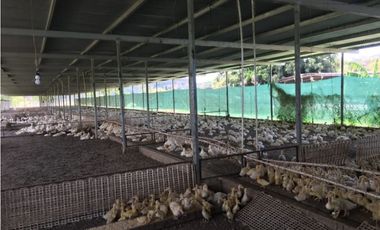 Se vende Finca Agropecuaria Penonome