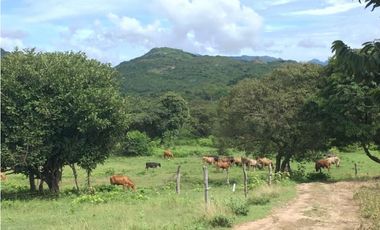 Se vende Finca Agropecuaria Penonome