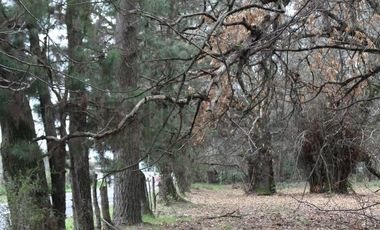 Amplio terreno para inversión, gran ubicación y bosque constituido, Hualqui