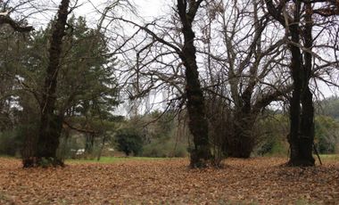 Amplio terreno para inversión, gran ubicación y bosque constituido, Hualqui