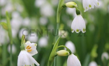 Amplio terreno para inversión, gran ubicación y bosque constituido, Hualqui