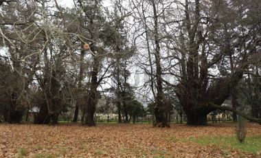 Amplio terreno para inversión, gran ubicación y bosque constituido, Hualqui