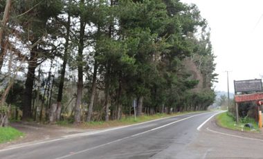 Amplio terreno para inversión, gran ubicación y bosque constituido, Hualqui