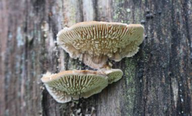 Amplio terreno para inversión, gran ubicación y bosque constituido, Hualqui