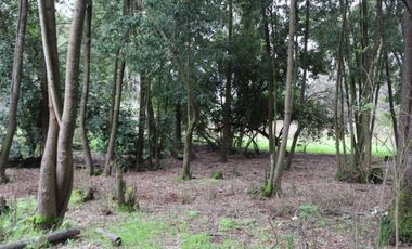 Amplio terreno para inversión, gran ubicación y bosque constituido, Hualqui