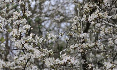 Amplio terreno para inversión, gran ubicación y bosque constituido, Hualqui