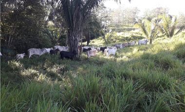 VENDO 11 HECTAREAS PONUGA