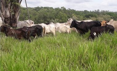 VENDO 11 HECTAREAS PONUGA