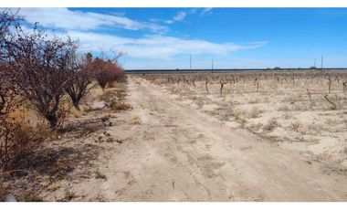 VENTA DE FINCA 15.3 HAS SOBRE RUTA 60 Y 71, JUNIN-MZA