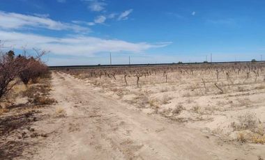 VENTA DE FINCA 15.3 HAS SOBRE RUTA 60 Y 71, JUNIN-MZA