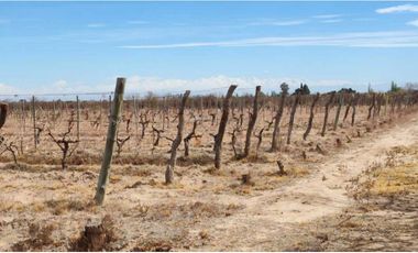 VENTA DE FINCA 15.3 HAS SOBRE RUTA 60 Y 71, JUNIN-MZA