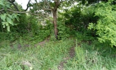 Terreno habitacional en venta la Palma Municipio de Totolapan Morelos.