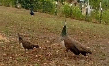 Maat Vende FINCA en vereda Mave, Villeta 18.000m2 $800 Millones