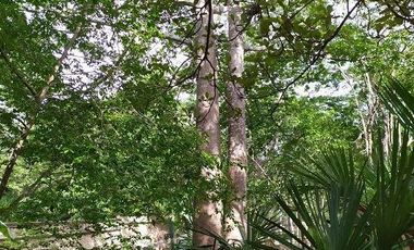 Venta de terreno, Tipo Campestre, con cabañas y casa, Valladolid, ,Yuc
