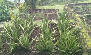 casa campestre en venta en dapa. Cod V7771