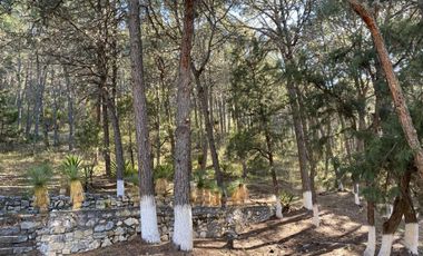 Terreno Campestre en Venta, Arteaga, Coahuila
