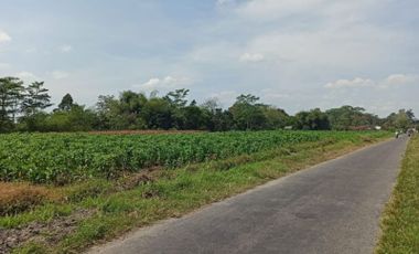 Tanah sawah 1 ha di Bajang Talun Kab. Blitar