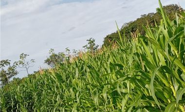Venta de finca en Nata GTA