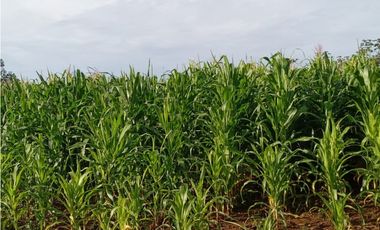 Venta de finca en Nata GTA