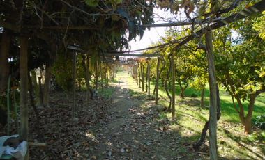 SE VENDE O PERMUTA HERMOSA PARCELA CON CASA Y GRAN BODEGA EN SECTOR ALHUE