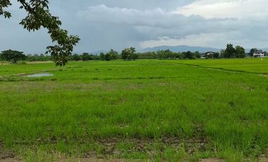 Land for sale in Buak Khang, Chiang Mai