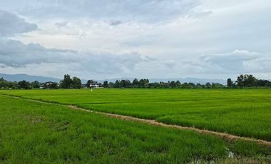 Land for sale in Buak Khang, Chiang Mai