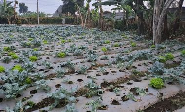 Tanah Kebun Murah Udara Sejuk View Gunung di Cisarua Bandung Barat