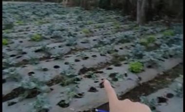 Tanah Kebun Murah Udara Sejuk View Gunung di Cisarua Bandung Barat
