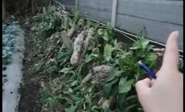 Tanah Kebun Murah Udara Sejuk View Gunung di Cisarua Bandung Barat